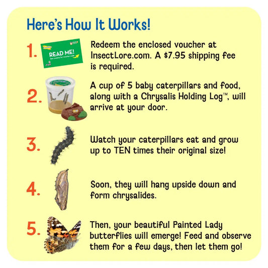 Insect Lore-Butterfly Garden with Voucher-1010-Legacy Toys