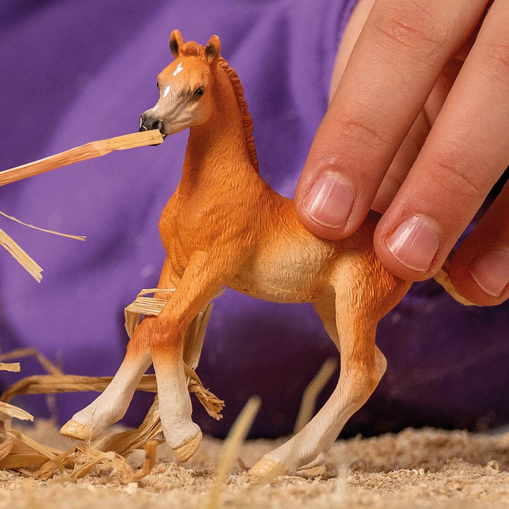 Schleich-Arabian Foal-13984-Legacy Toys